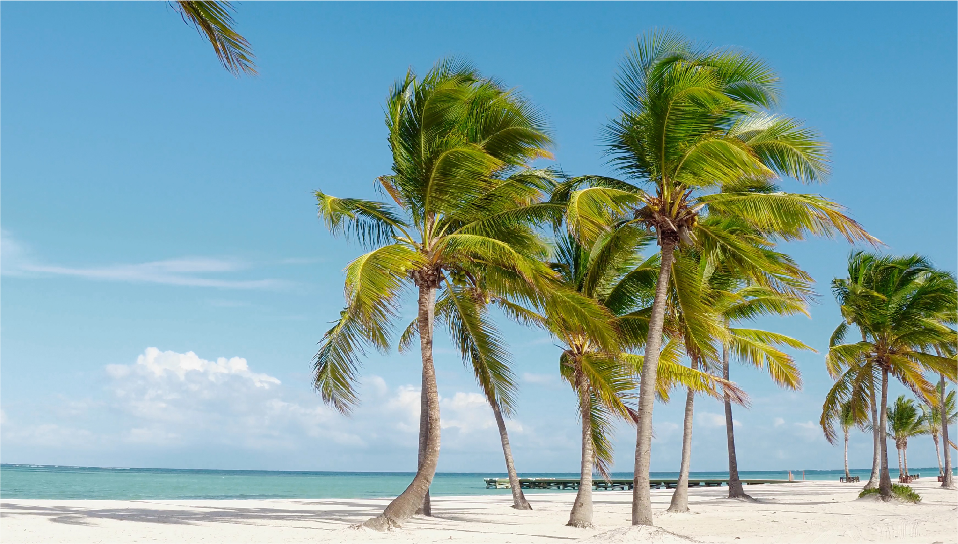 palm trees swaying in the trees